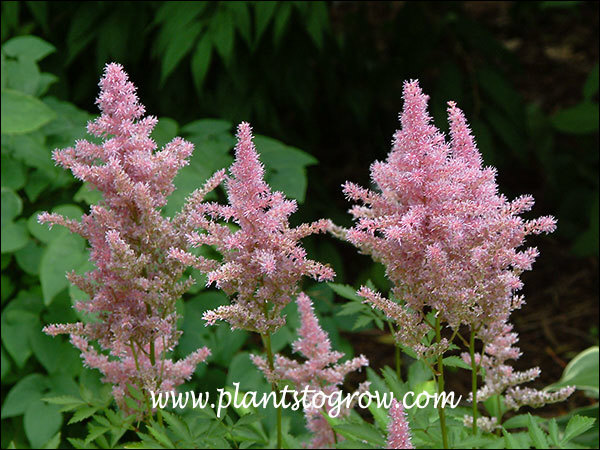 Federsee Astilbe (Astilbe x ardensii Federsee)